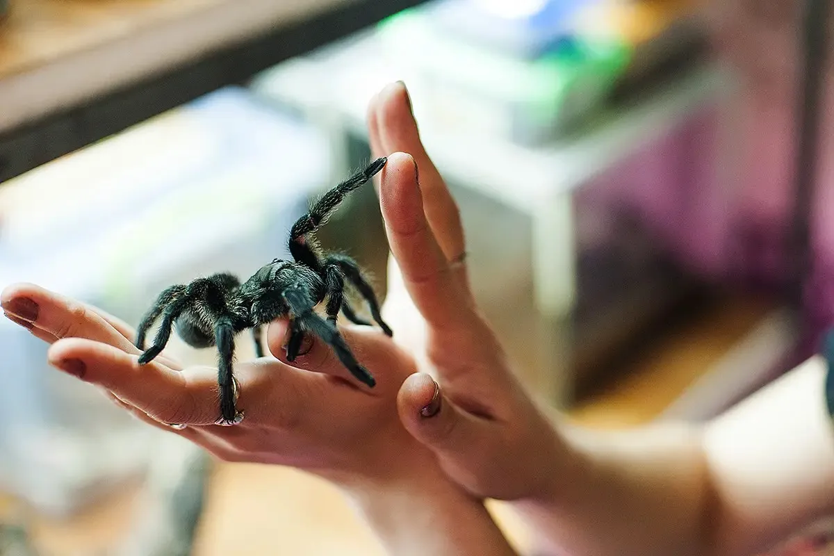 17248 brazilian black tarantula feeding