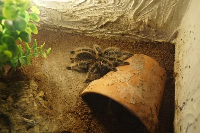17248 brazilian black tarantula juvenile