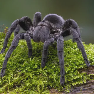 /img/17248-tarantula-enclosure-cleaning.webp