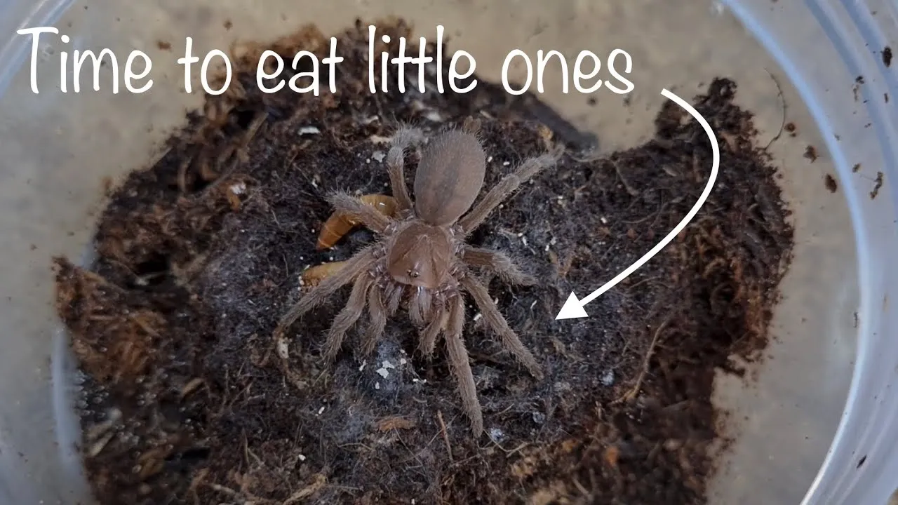 /img/17249-handling-spiders.webp