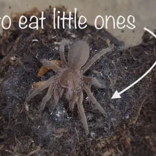 /img/17249-handling-spiders.webp