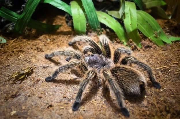 17249 spider species 1