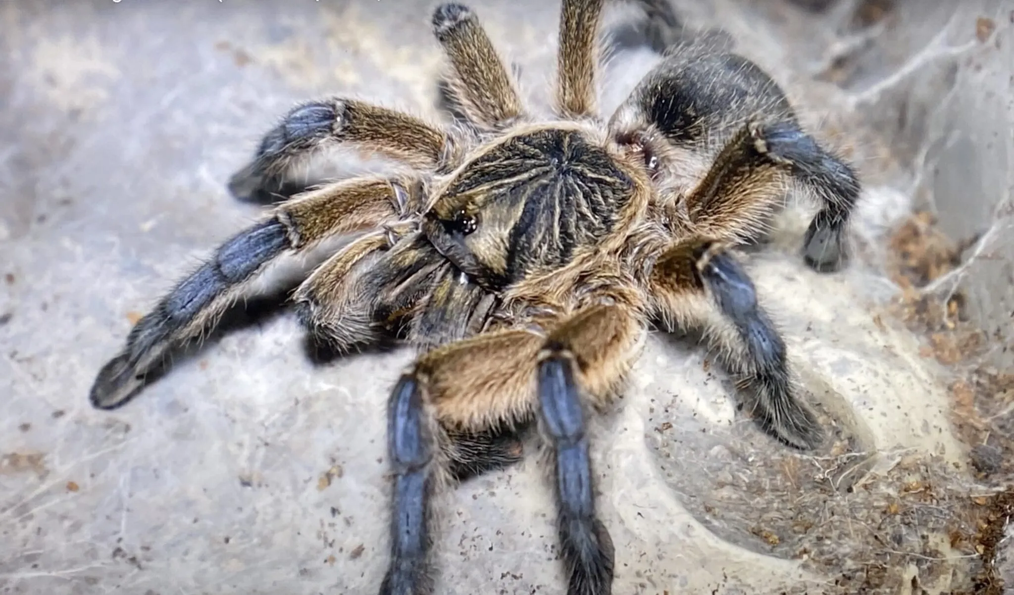 17249 spider species 2