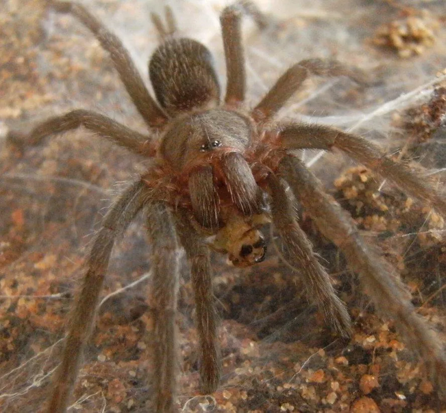 17249 spider species 3