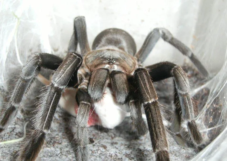 17249 spider species 4