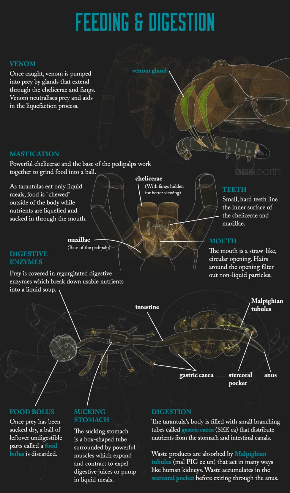 17249 tarantula behavior