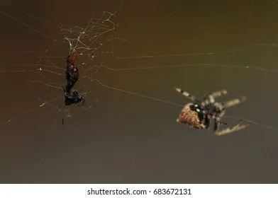 17249 tarantula feeding