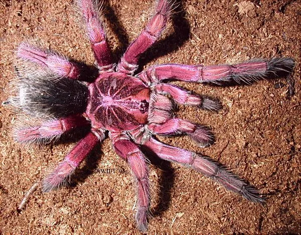 /img/17250-choosing-a-pink-tarantula.webp