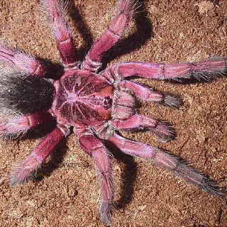 /img/17250-choosing-a-pink-tarantula.webp