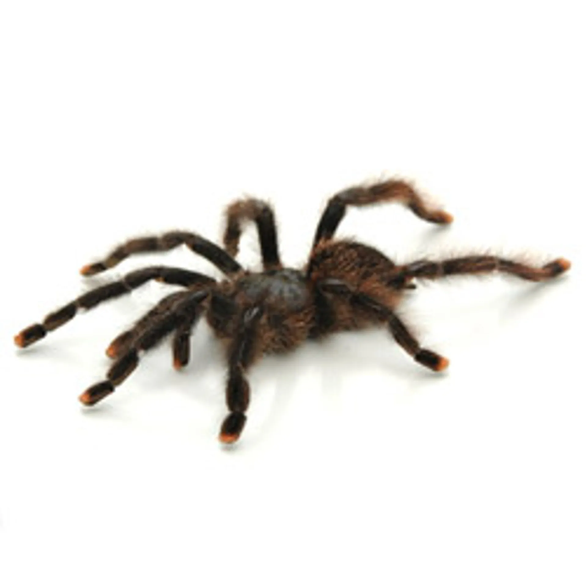 17250 feeding pink tarantula