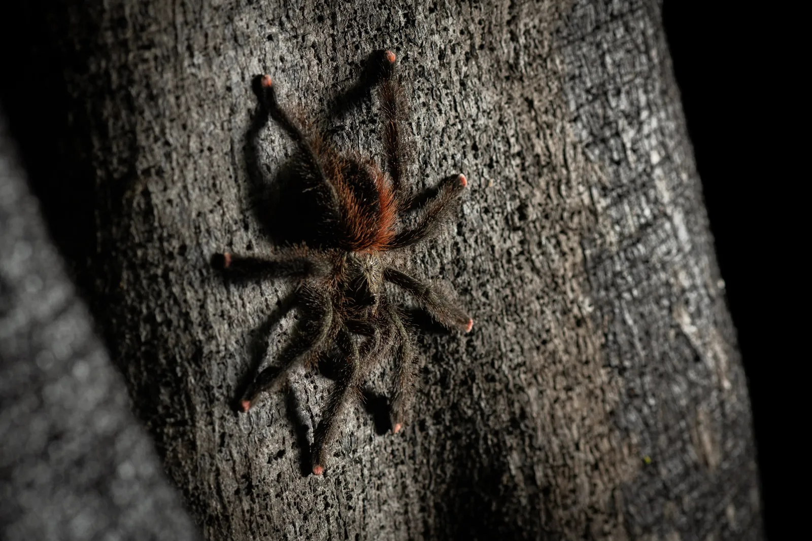 17250 pink tarantula drinking water
