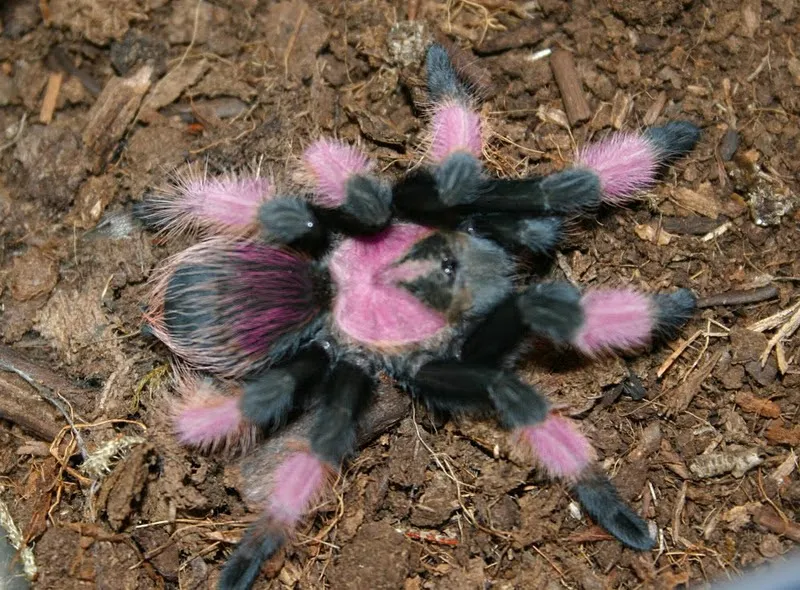 17250 pink tarantula health check