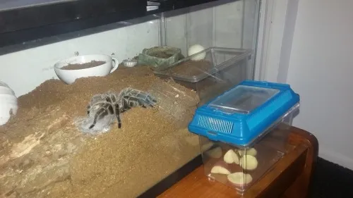 /img/17251-tarantula-healthy-tarantula.webp