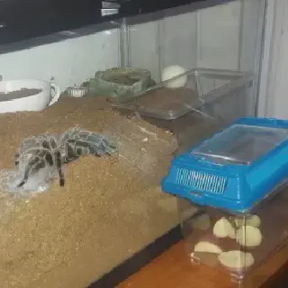 /img/17251-tarantula-healthy-tarantula.webp