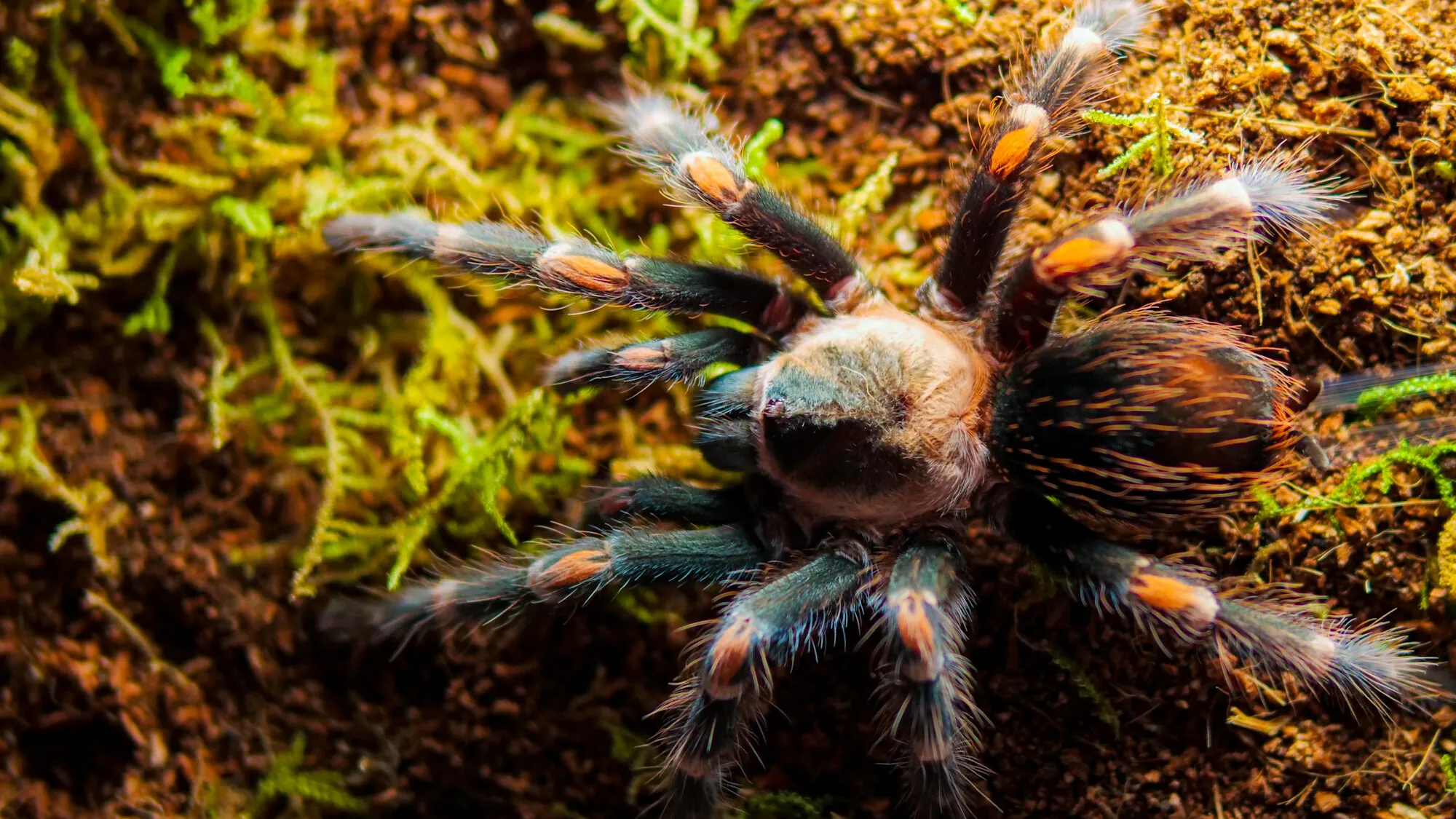 17252 tarantula enclosure