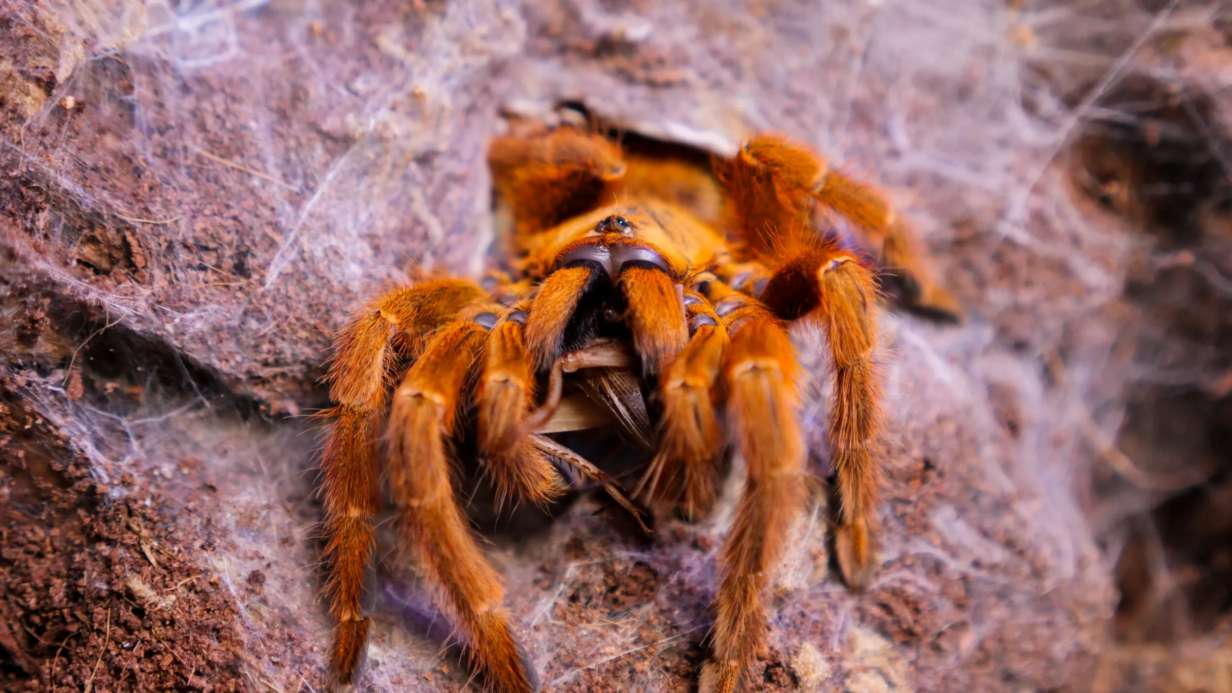 17252 tarantula feeding