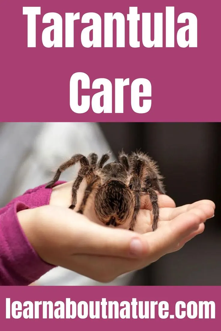 17252 tarantula handling