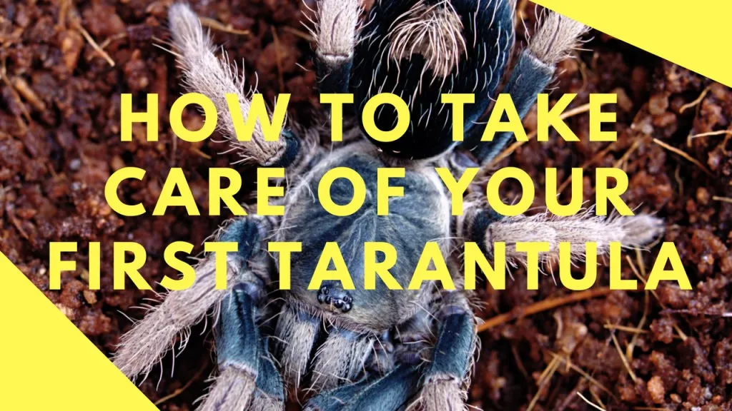 17252 tarantula health