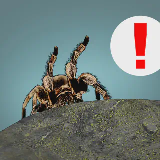 /img/17252-tarantula-species.webp