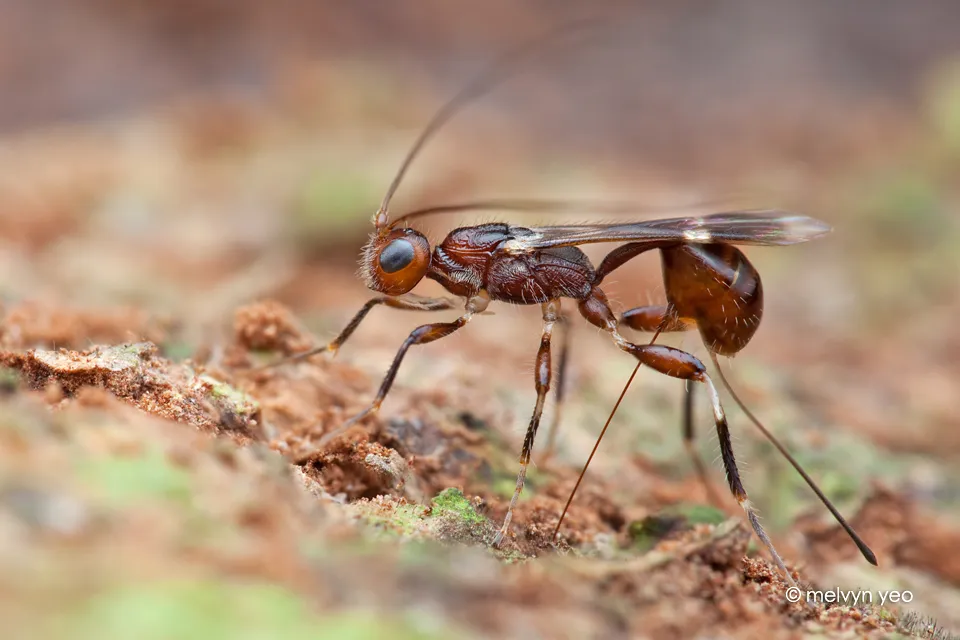 17253 wasp laying eggs in tarantula2