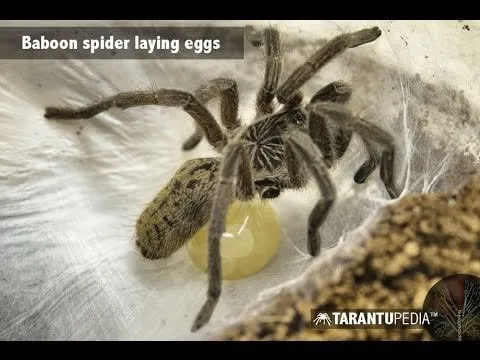 17253 wasp laying eggs in tarantula3