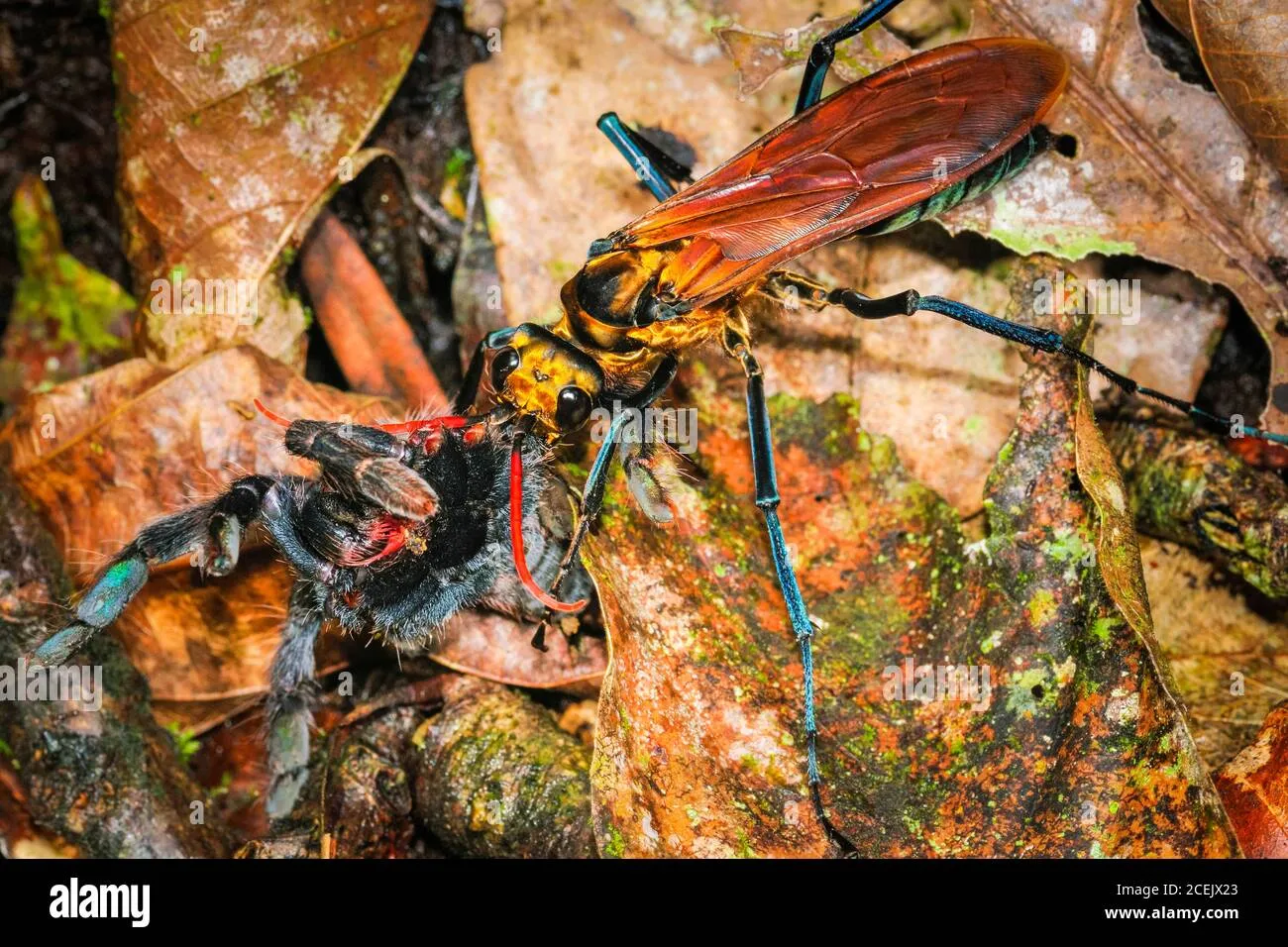 17253 wasp laying eggs in tarantula4
