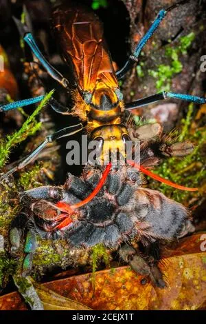 17253 wasp laying eggs in tarantula5
