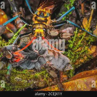/img/17253-wasp-laying-eggs-in-tarantula6.webp
