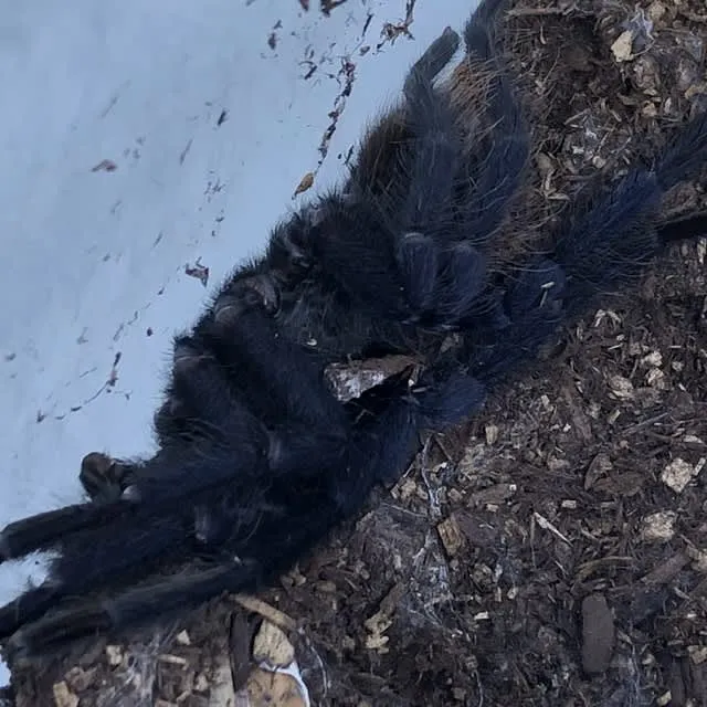 17255 sazimai blue tarantula pet image 2