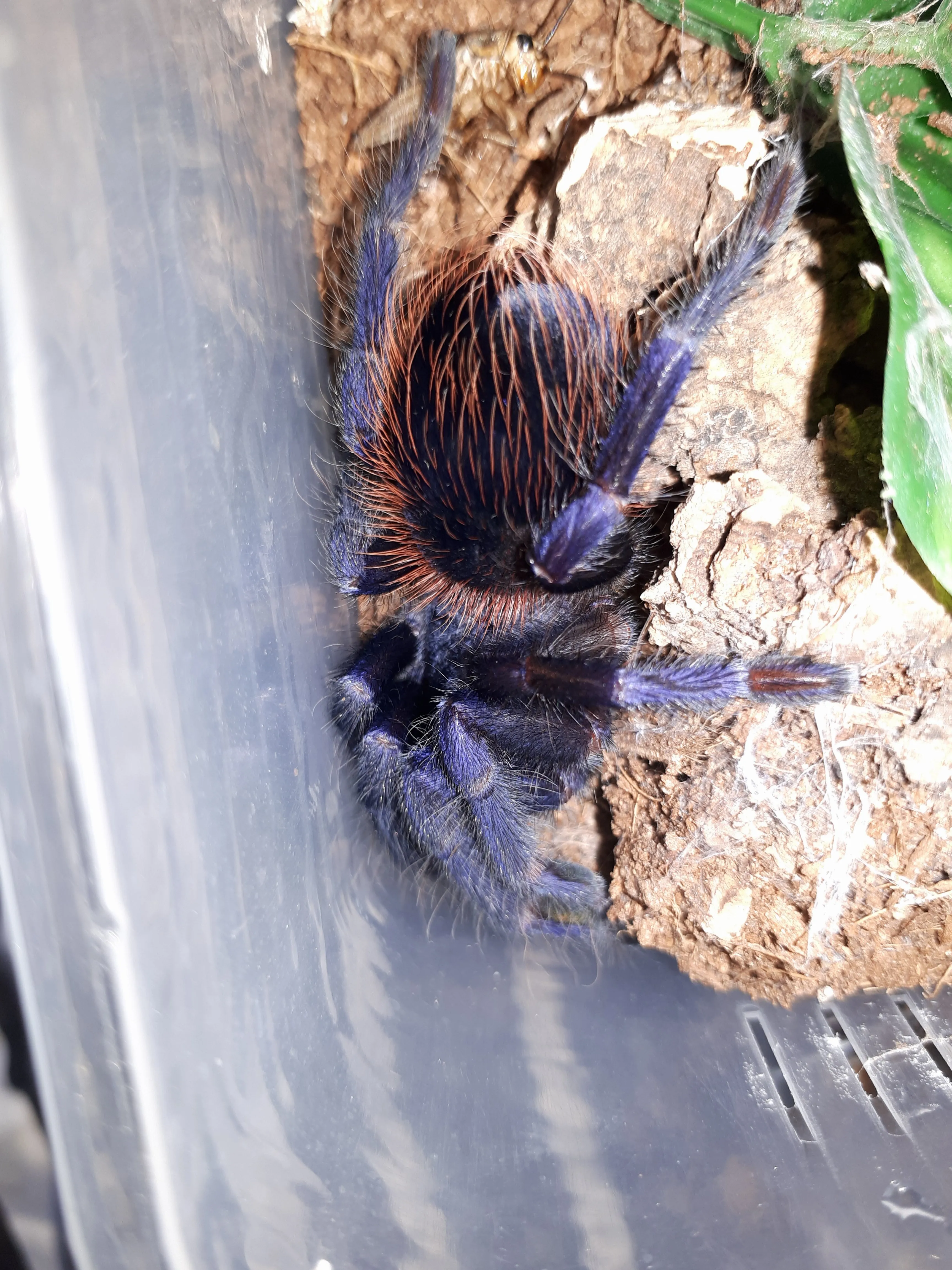 17255 sazimai blue tarantula pet image 3
