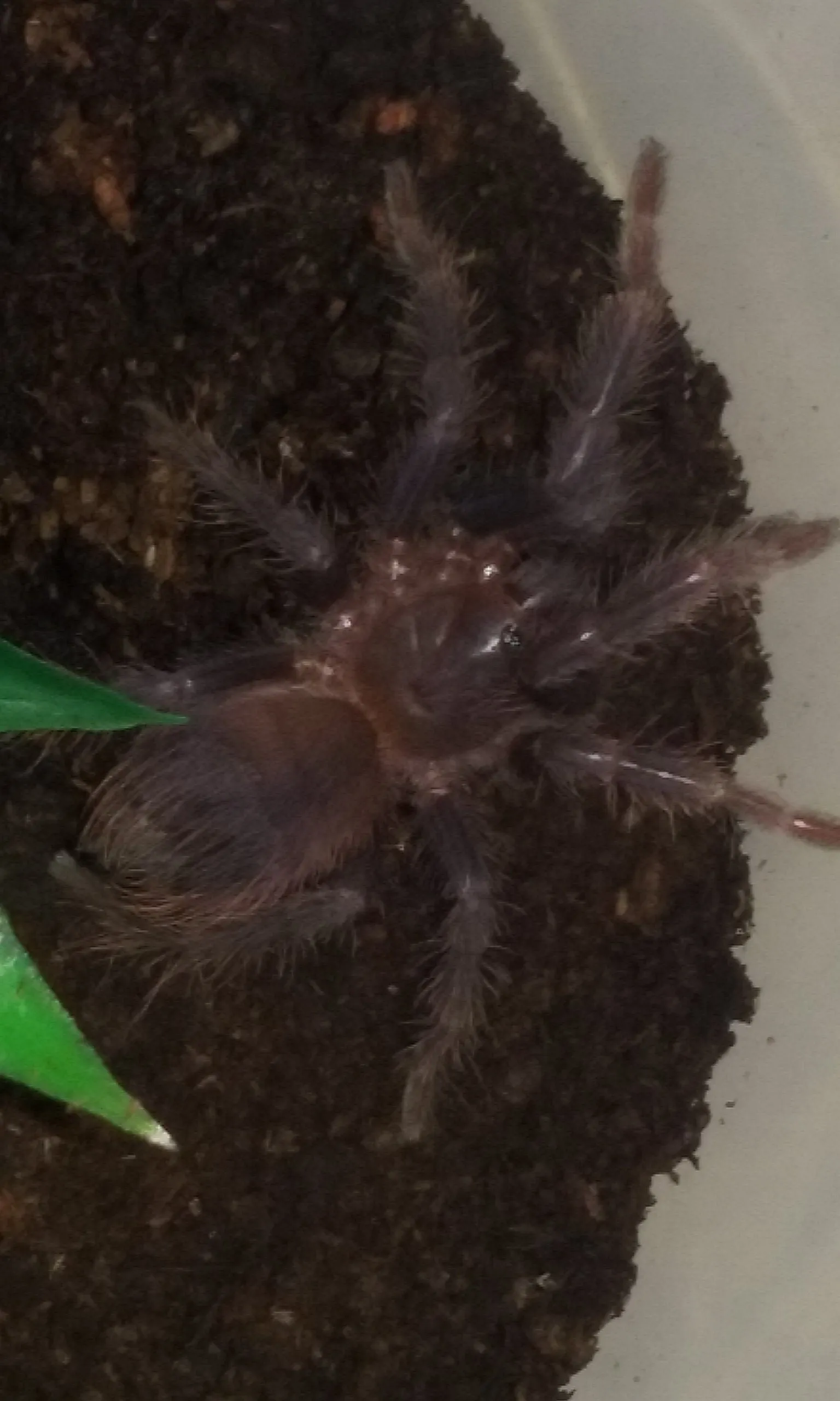 17255 sazimai blue tarantula pet image 4