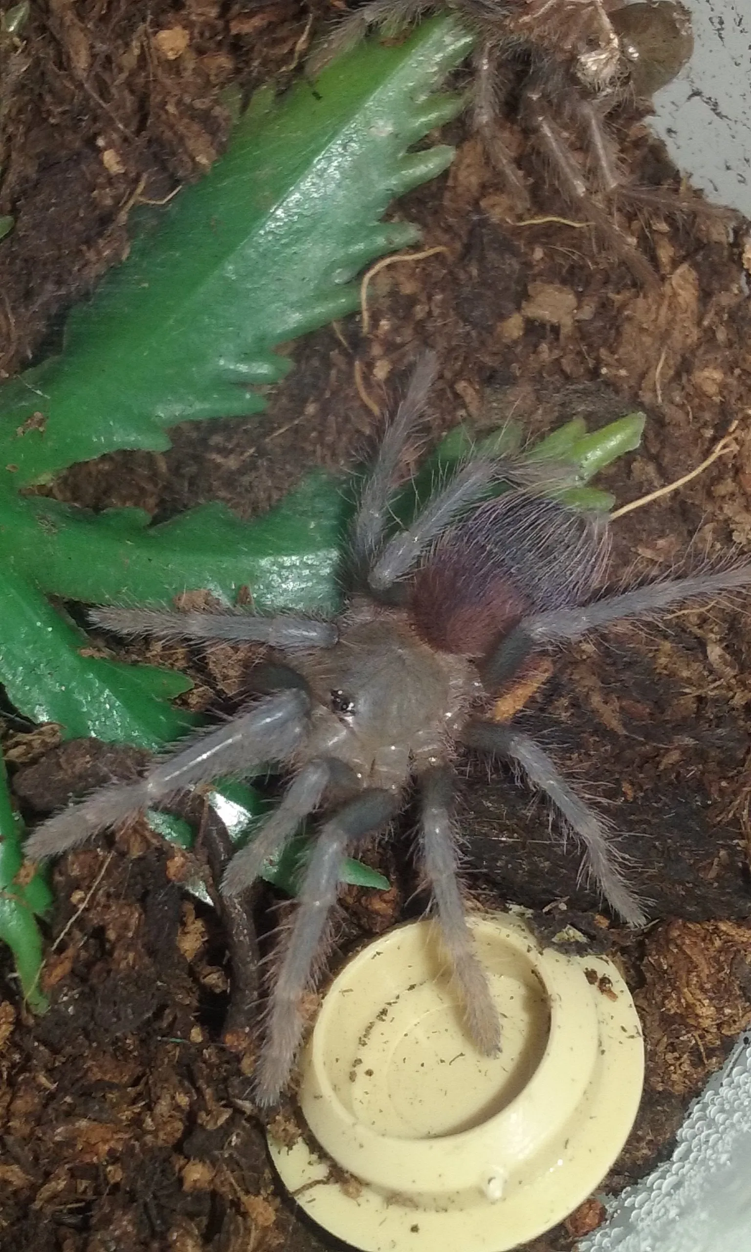 17255 sazimai blue tarantula pet image 5
