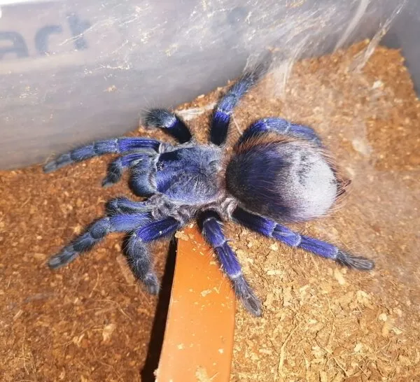 17255 sazimai blue tarantula pet image 6