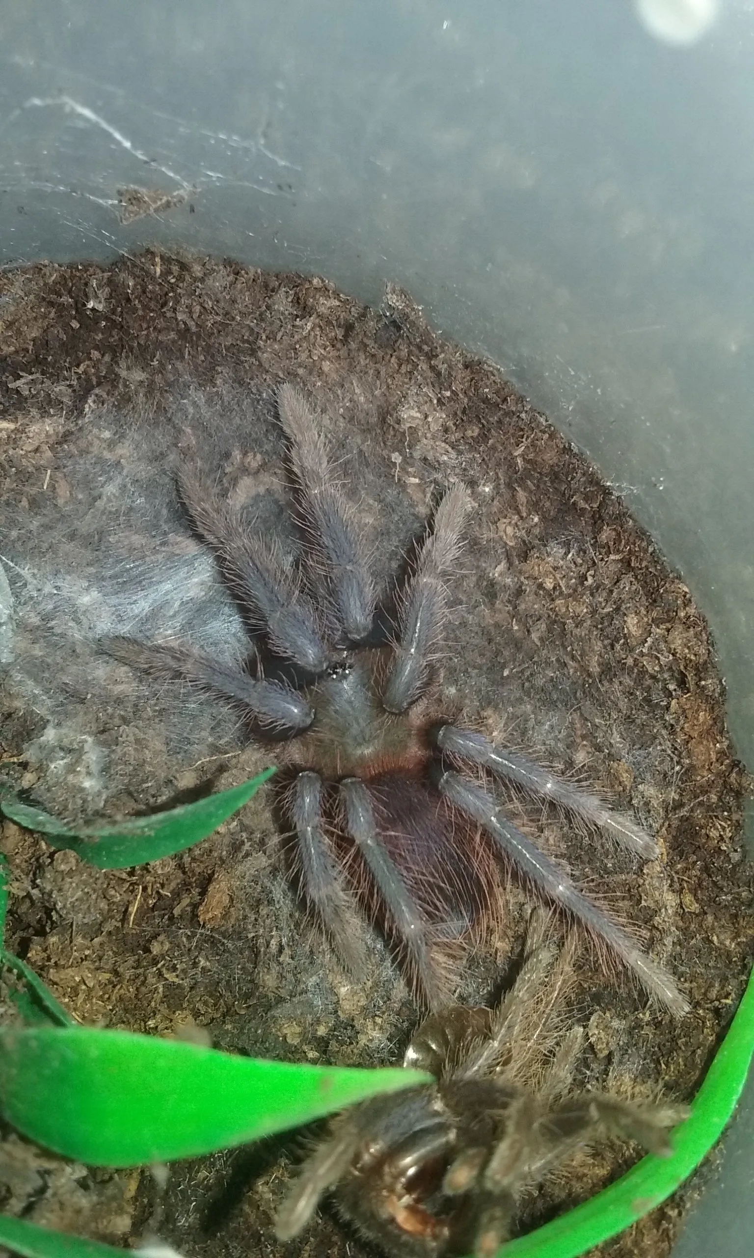 /img/17255-sazimai-blue-tarantula-pet-image-7.webp