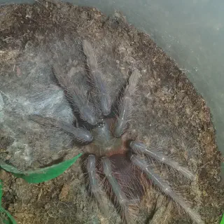 /img/17255-sazimai-blue-tarantula-pet-image-7.webp