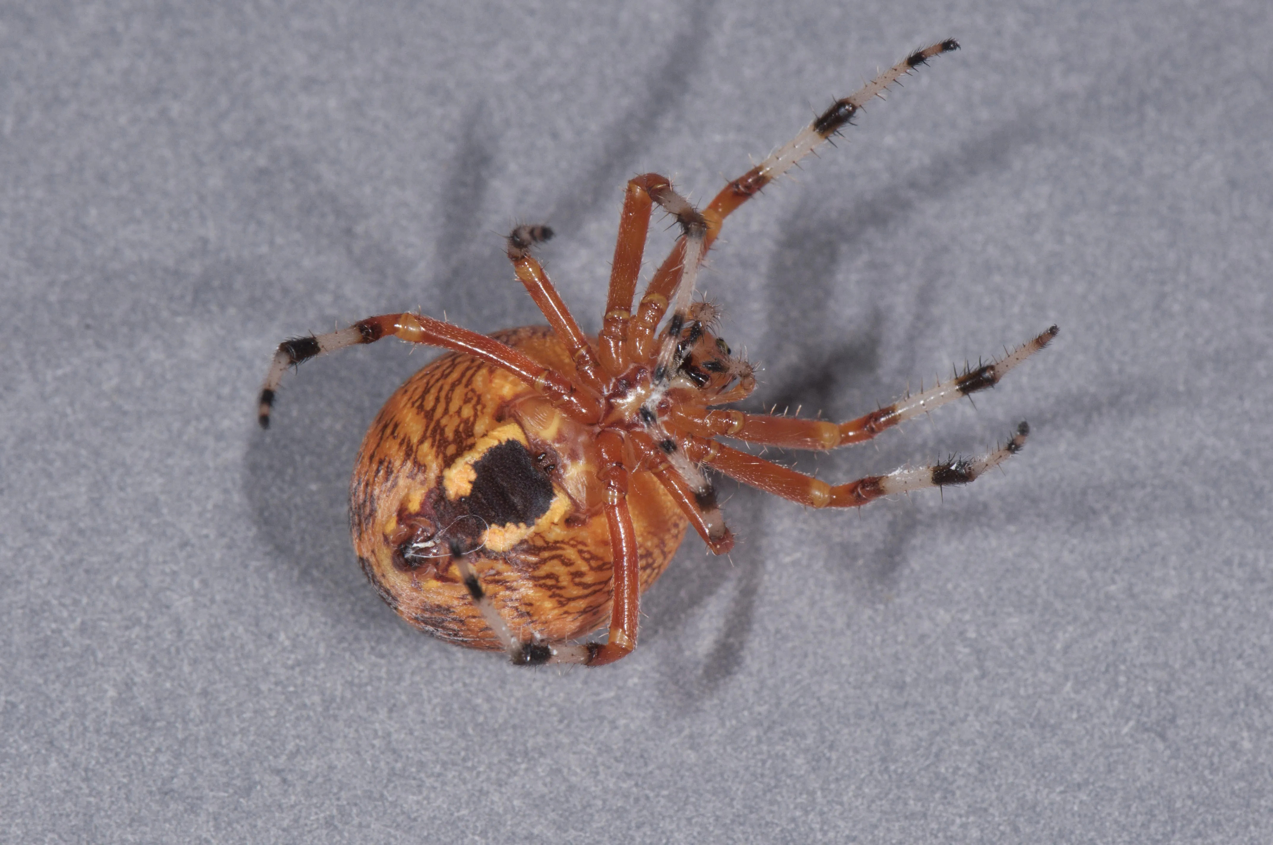 17256 tarantula halloween decor