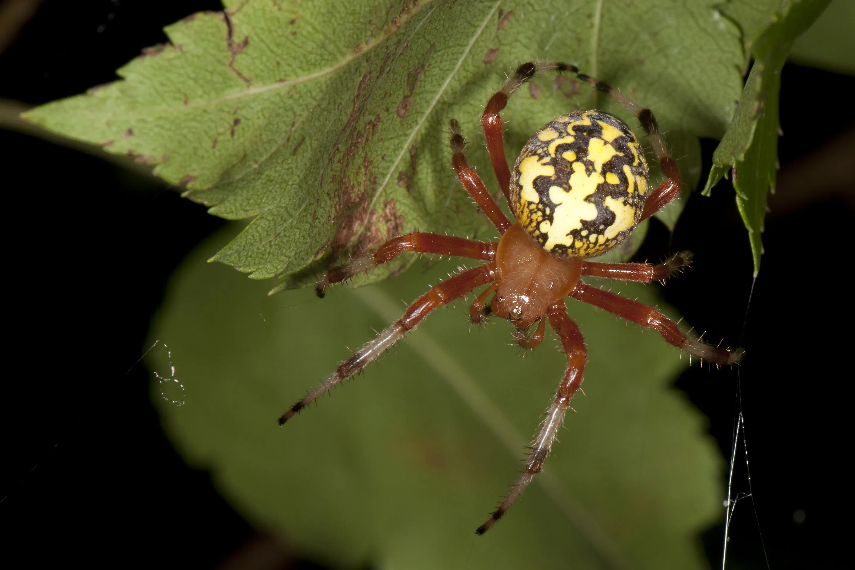 17256 tarantula hunting