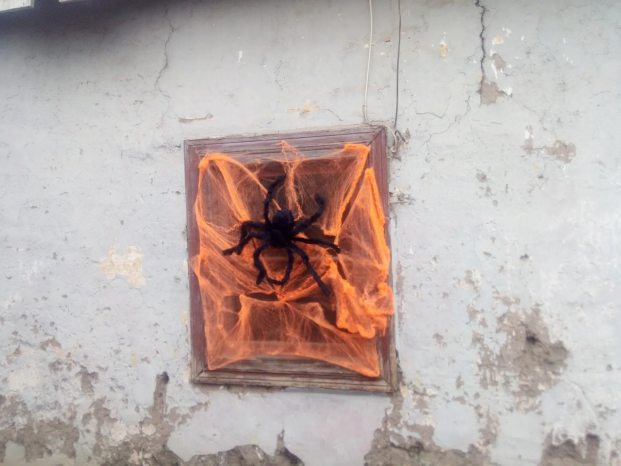 17256 tarantula lifespan