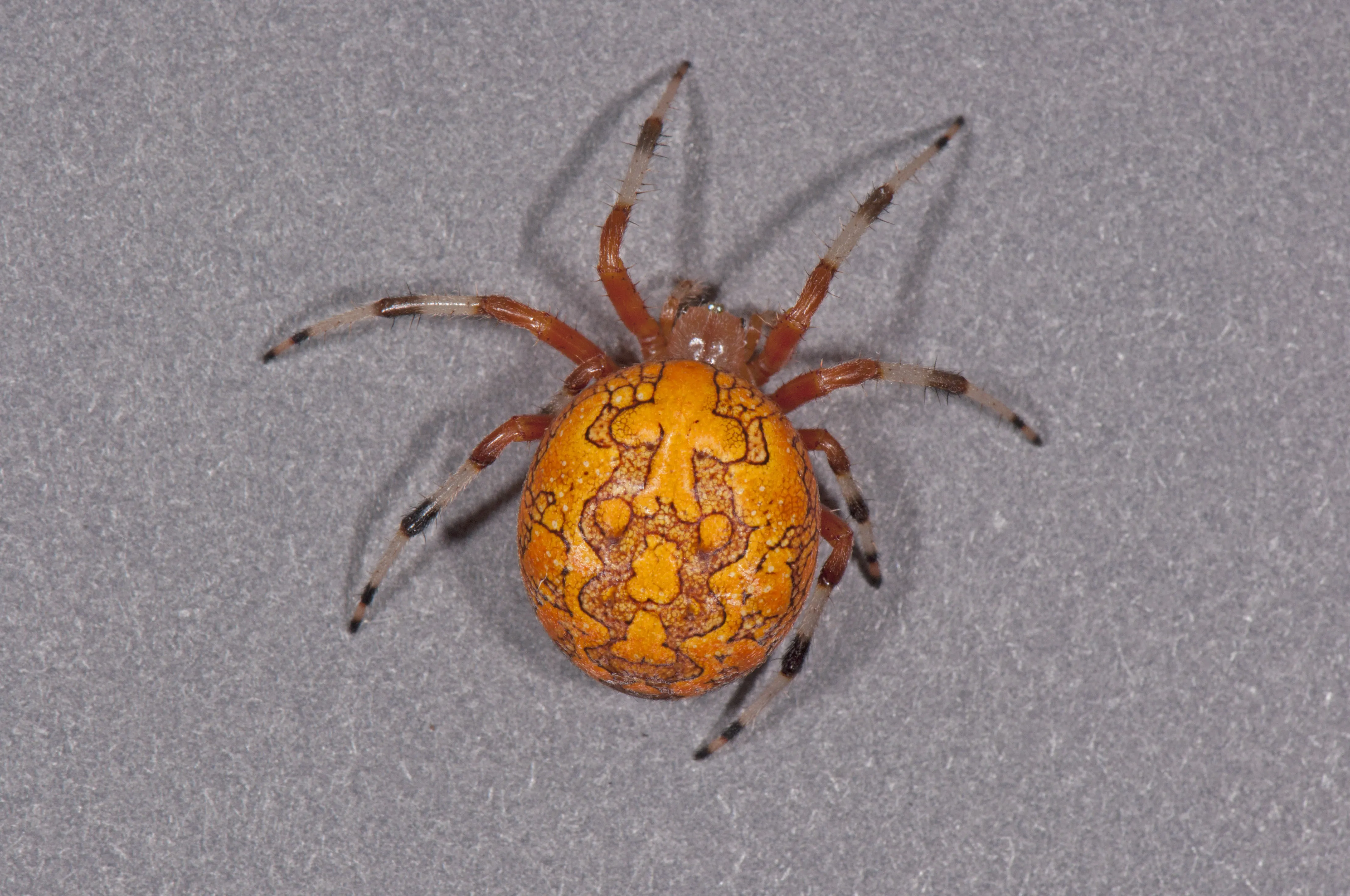 17256 tarantula venom