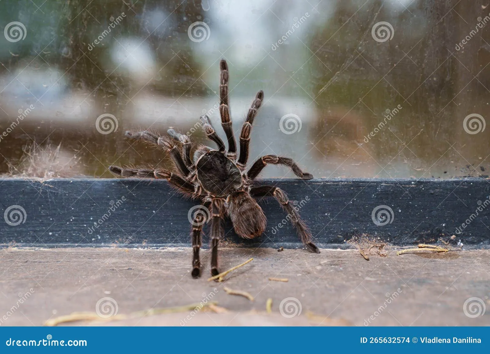 /img/17257-prevent-tarantulas.webp