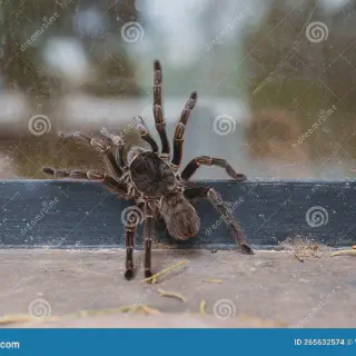 /img/17257-prevent-tarantulas.webp
