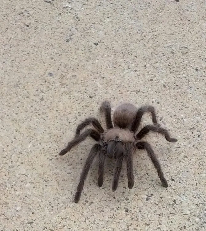 17257 relocating tarantula