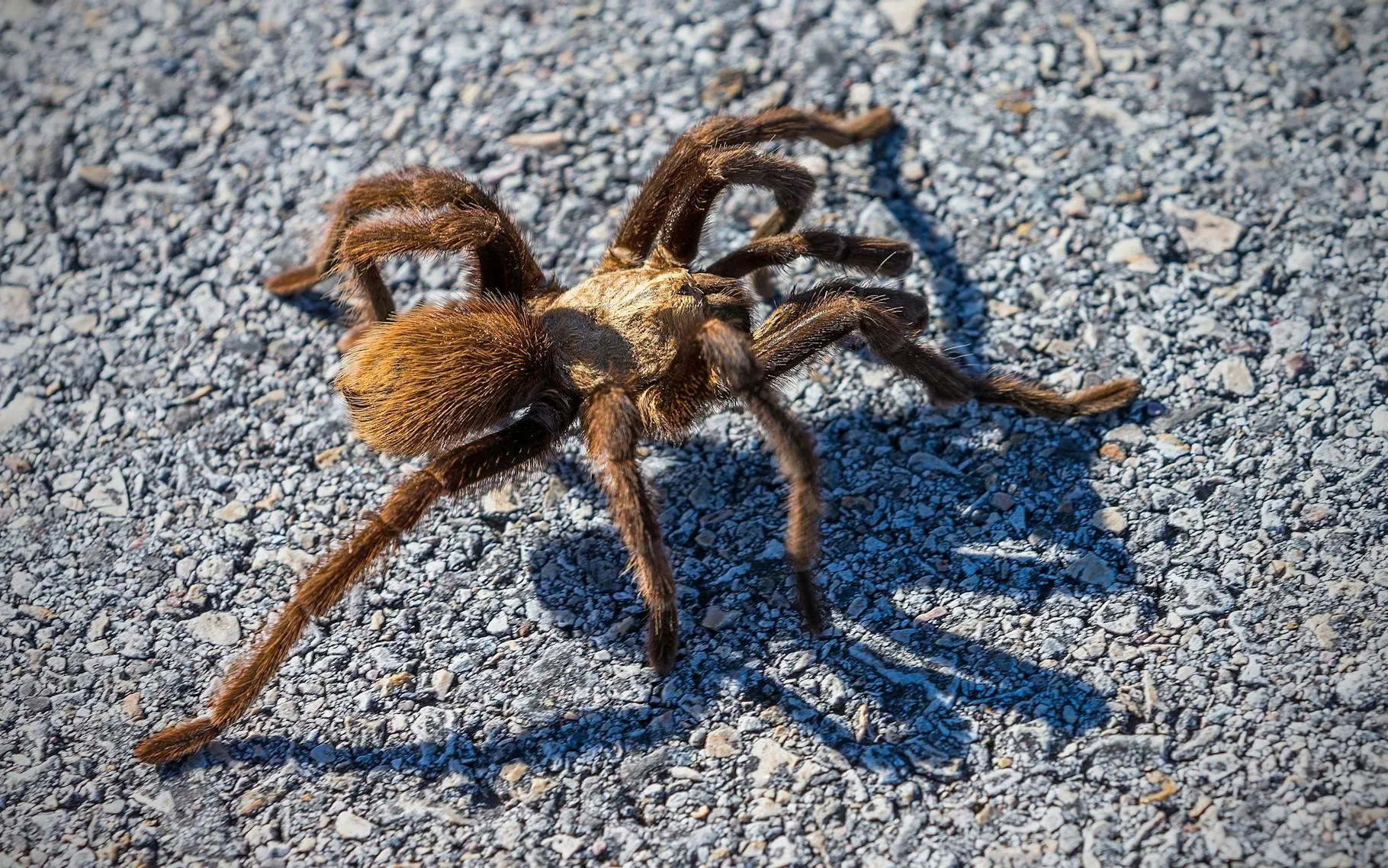17257 tarantula bite