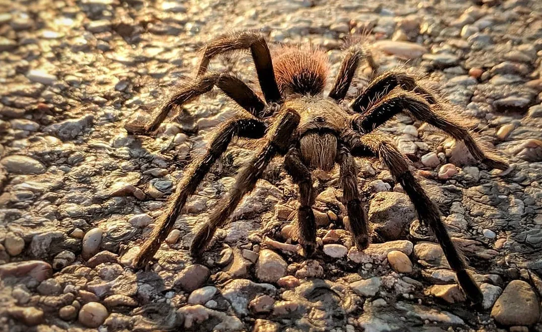 17257 tarantula mating