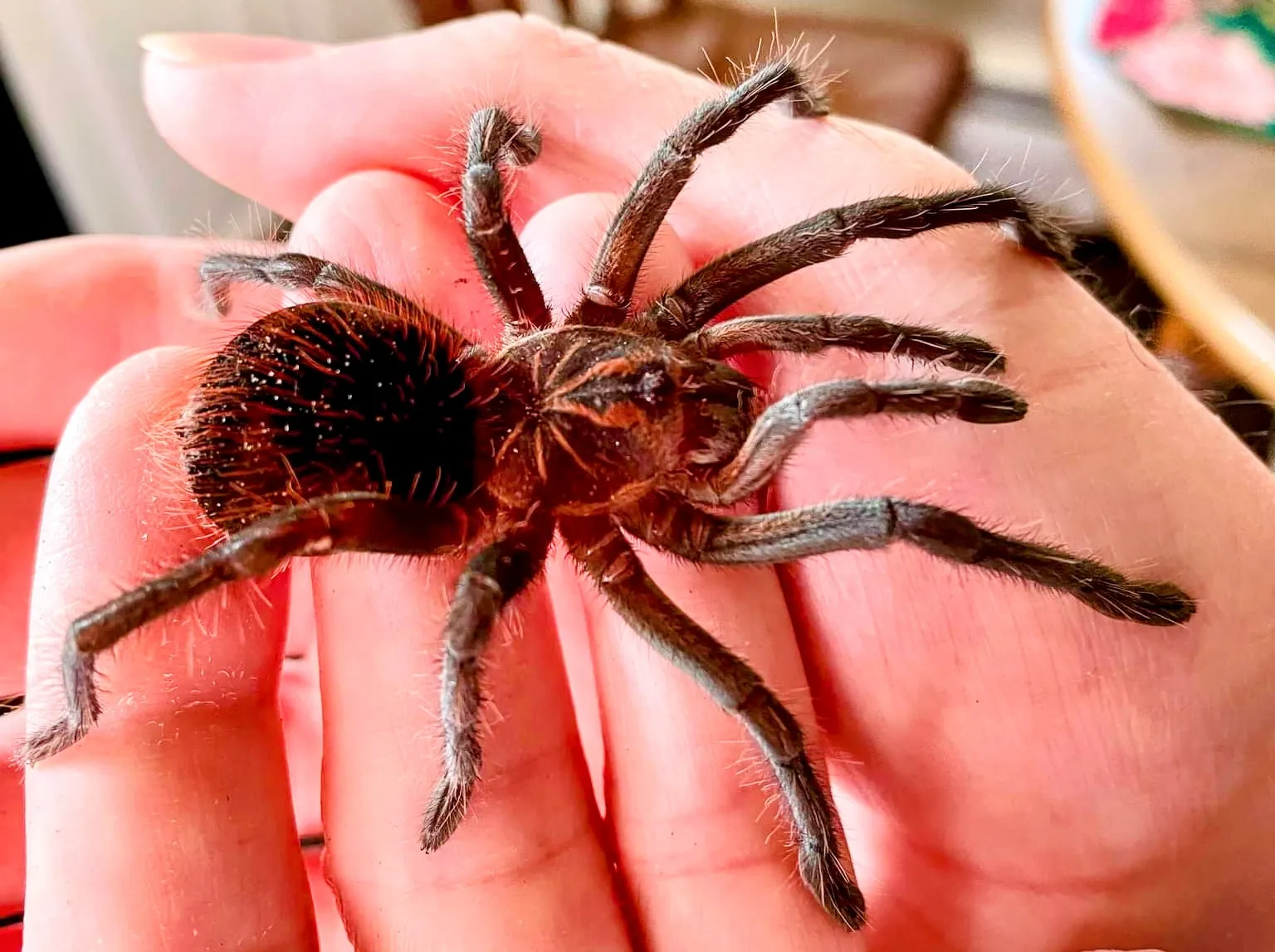 17258 pamphobeteus tarantula breeding