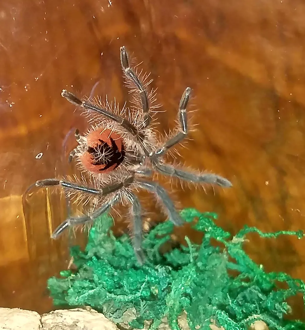 17258 pamphobeteus tarantula feeding