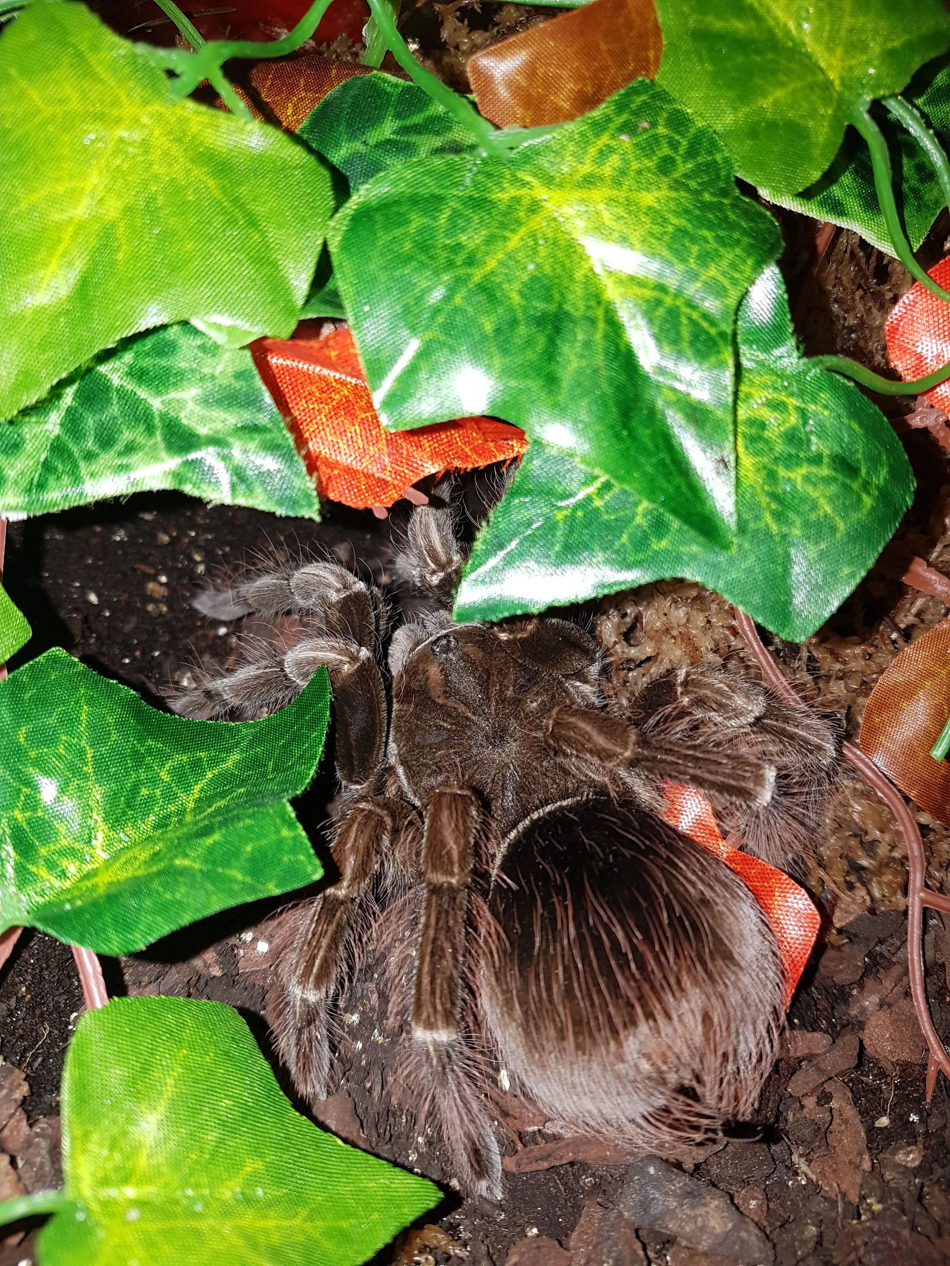 17258 pamphobeteus tarantula habitat