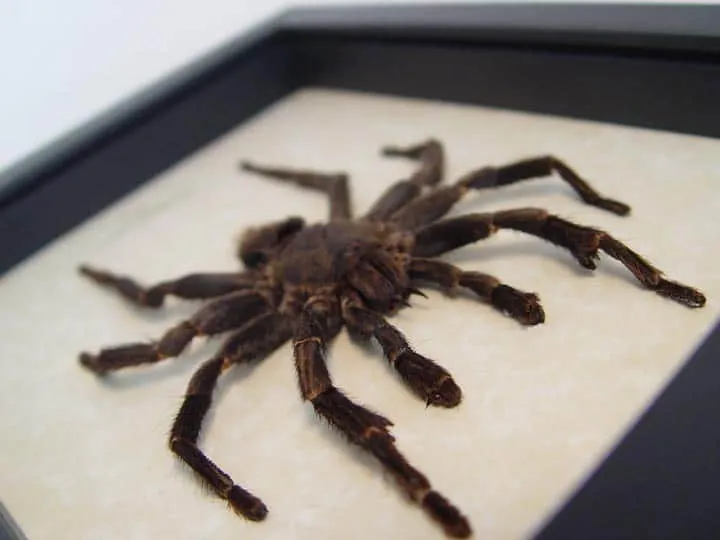 17258 pamphobeteus tarantula juvenile