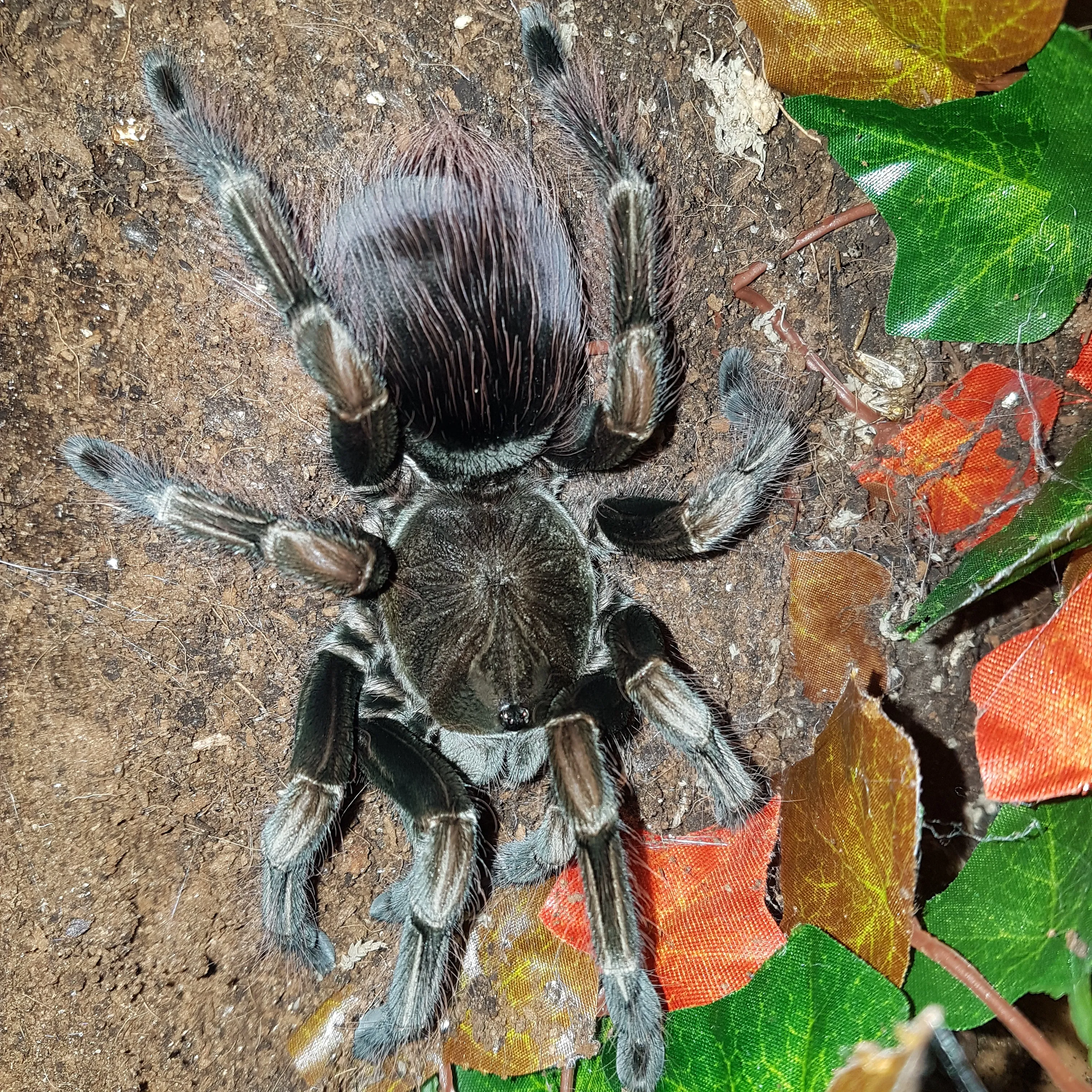 17258 pamphobeteus tarantula molting