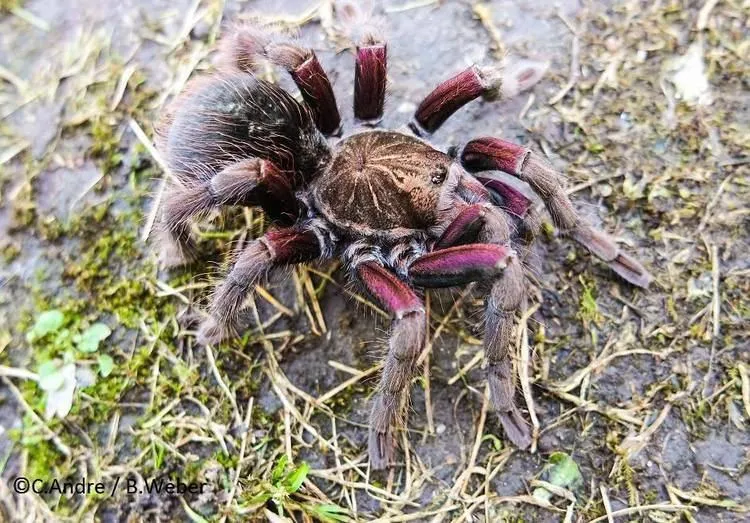 /img/17258-pamphobeteus-tarantula-spiderlings.webp